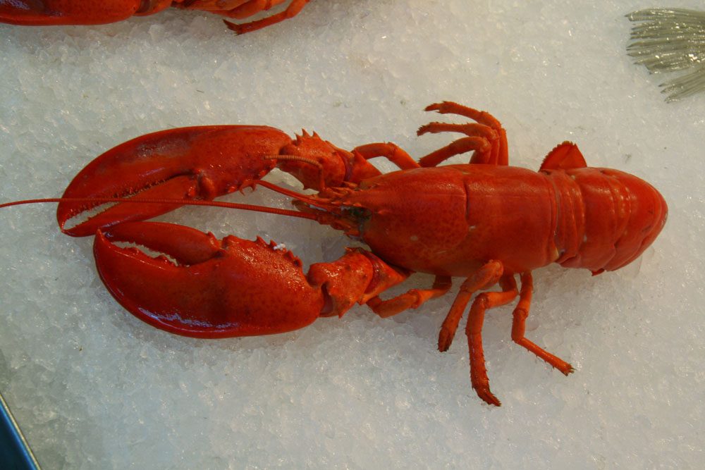 La gastronomía en Mahahual 1 La gastronomía en Mahahual