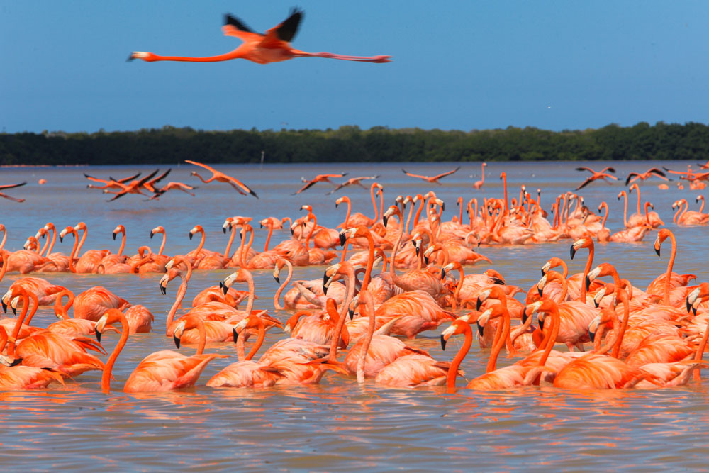 Los flamencos rosados de Celestún, Yucatán 2 Los flamencos rosados de Celestún, Yucatán