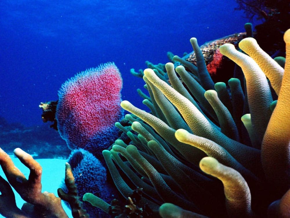Arrecife de Puerto Morelos en Quintana Roo