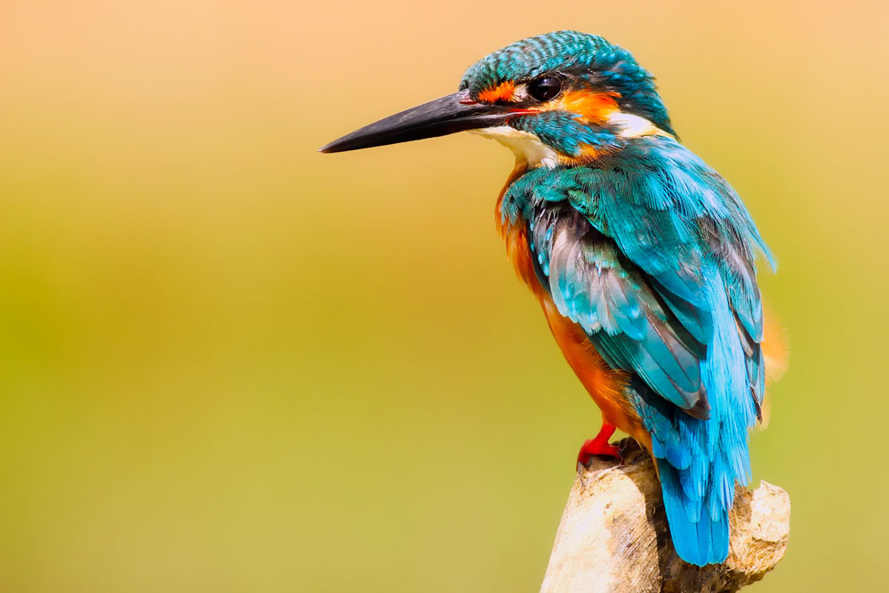 Obtén hermosas fotografías de aves con estos tips