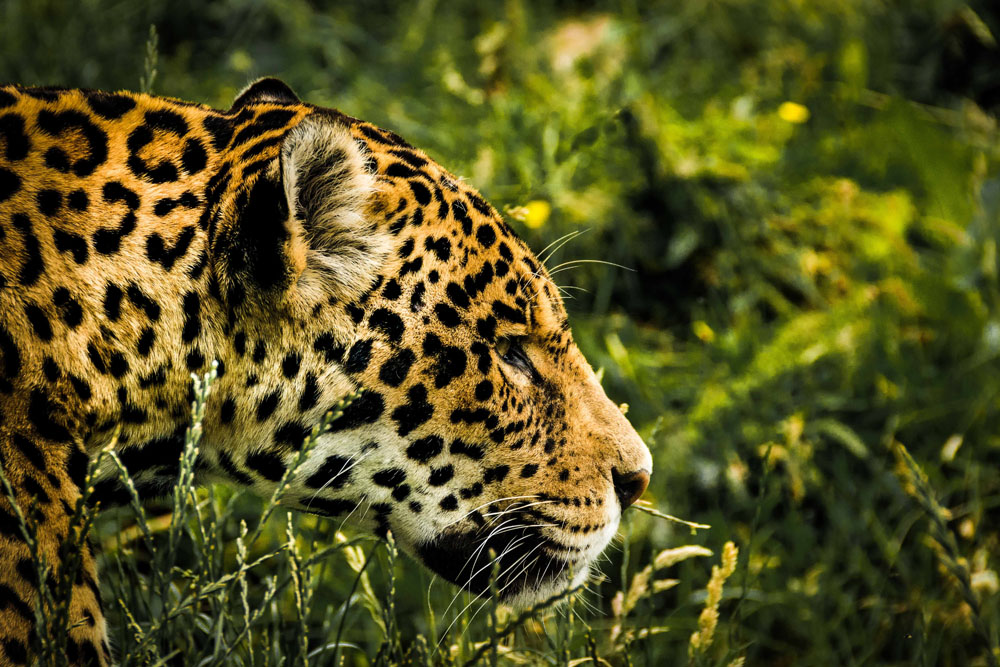 El jaguar, un felino admirable residente en México 1 El jaguar