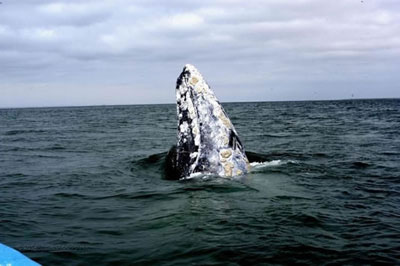 Reserva de la Biosfera El Vizcaino