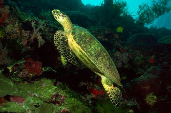 Arrecifes de Sian Ka´an y Uaymil 1 Arrecifes de Sian Ka´an y Uaymil