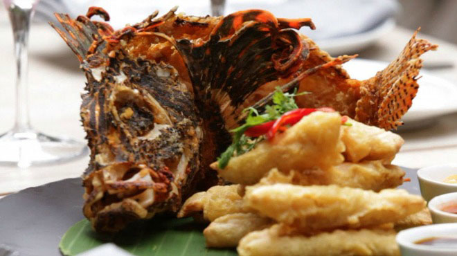 Playa del Carmen y el pez león 9 Playa del Carmen y el pez león