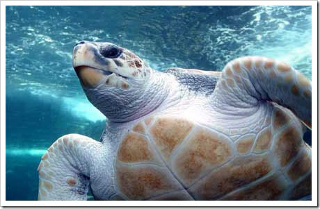 Salvemos juntos a nuestras tortugas y manglares