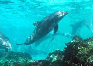 Nado con Delfines en Cancún