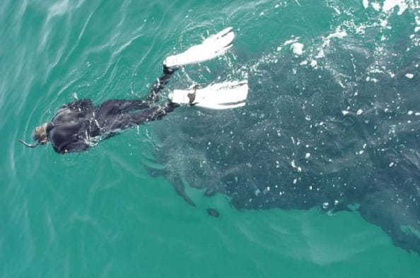 Buceo y Snorquel en Holbox