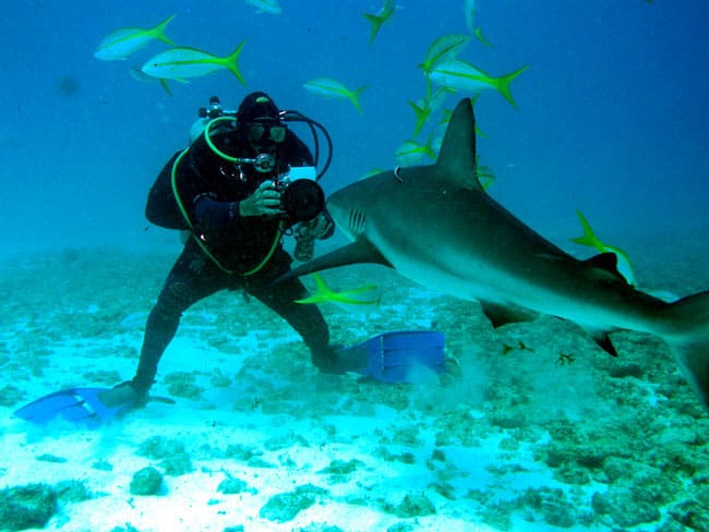 Bucear con tiburones toro en los mares de México 1 Bucear con tiburones toro en los mares de México