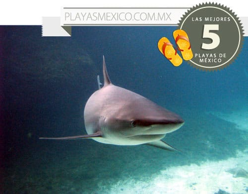 Buceo con tiburones en las playas de México 1 Buceo con tiburones en las playas de México