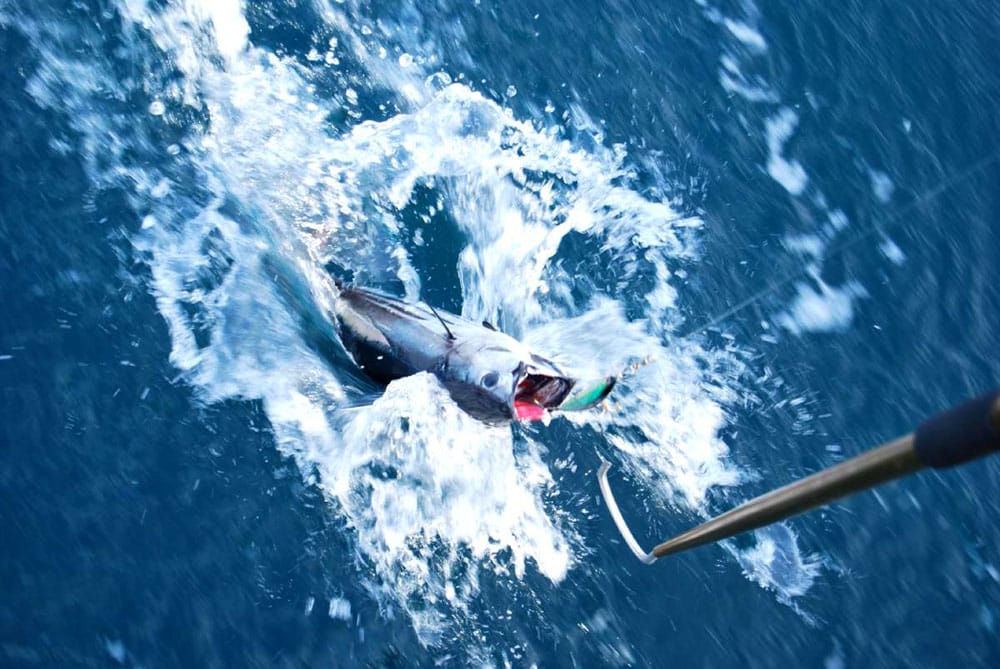 A disfrutar de la pesca en Acapulco