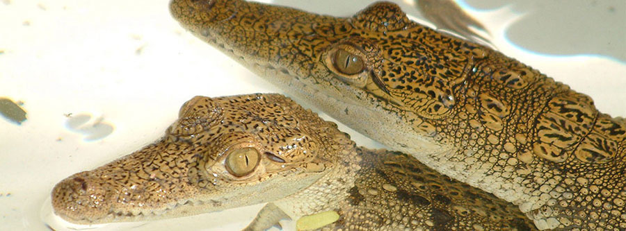 Parque Croco Cun Zoo, Quintana Roo 3 Parque Croco Cun Zoo, Quintana Roo