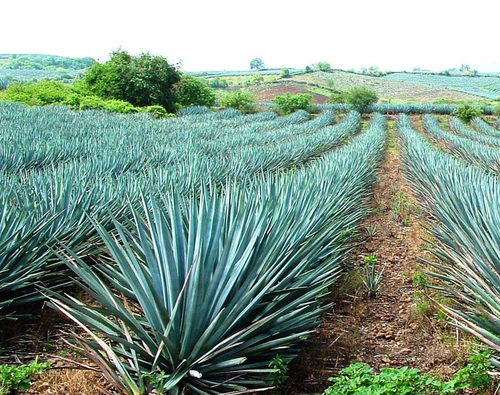 La Ruta del Tequila, Jalisco
