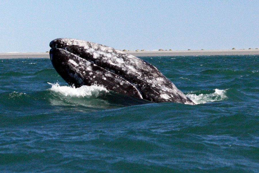 Laguna San Ignacio, Baja California Sur 10 Laguna San Ignacio, Baja California Sur