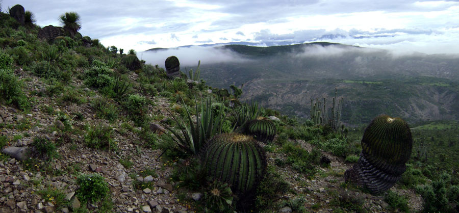 Reserva de la biosfera Sierra Gorda, Querétaro 11 Reserva de la biosfera Sierra Gorda, Querétaro