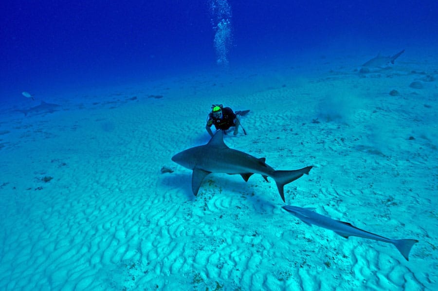 Bucear en Playa del Carmen 1 Bucear en Playa del Carmen