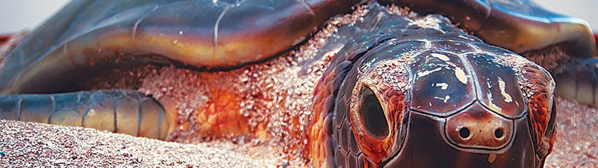 La Pesca, Tamaulipas