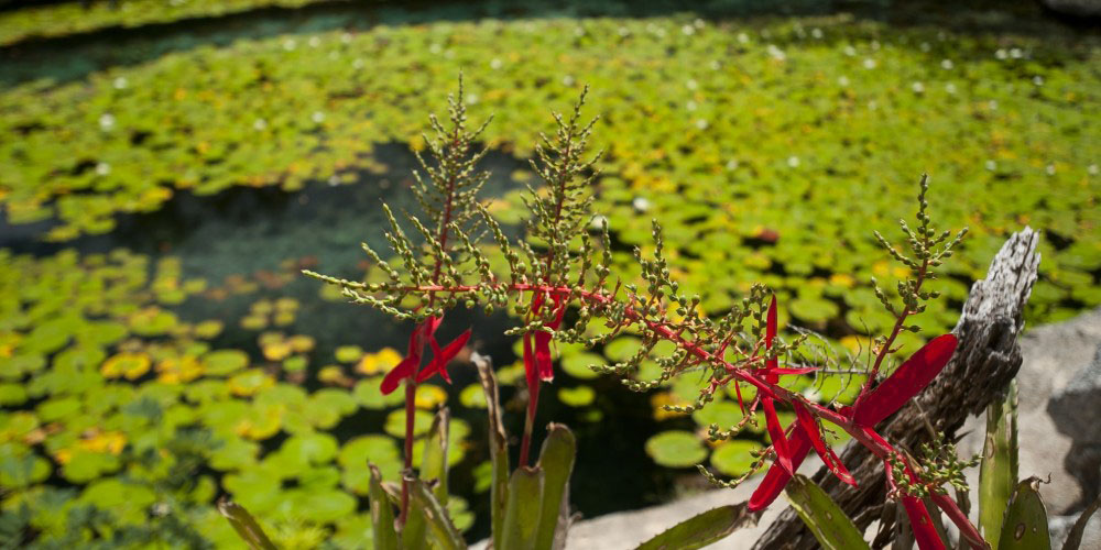 El ejido "El Soliseño", Tamaulipas