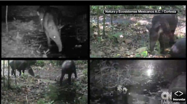 Cámaras escondidas vigilan la vida en la Selva Lacandona 1 Cámaras escondidas vigilan la vida en la Selva Lacandona