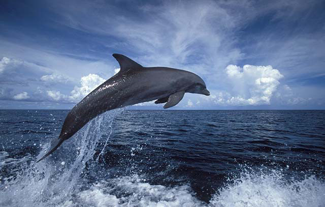 La sorprendente fauna marina del Caribe mexicano