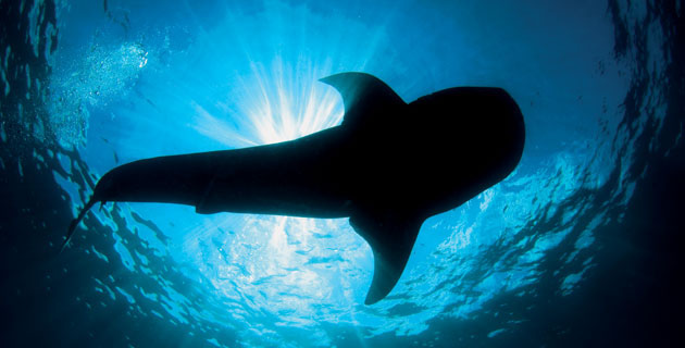 La sorprendente fauna marina del Caribe mexicano