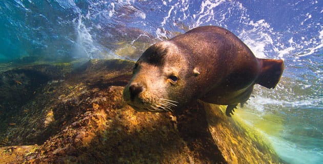 3 arrecifes para bucear en México / 2. Cabo Pulmo, Baja Califonia Sur 1 3 arrecifes para bucear en México / 2. Cabo Pulmo