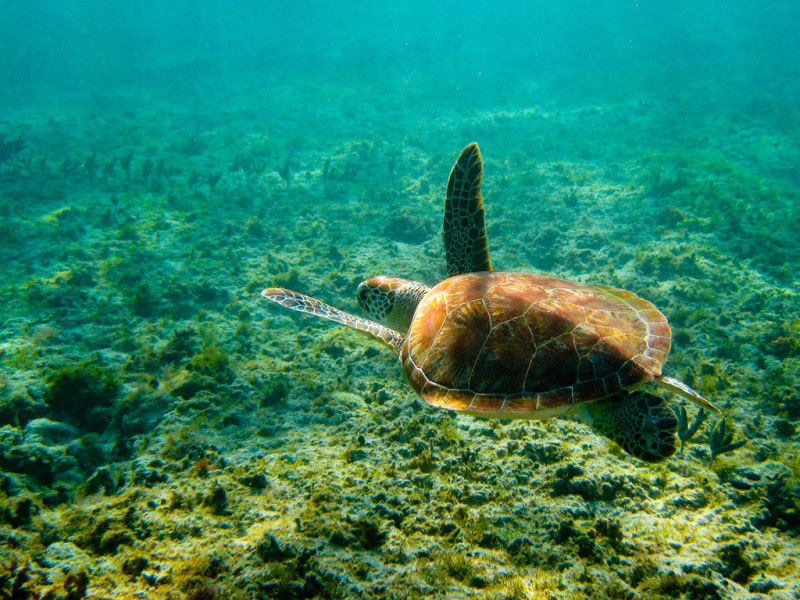 Consejos para ver tortugas marinas en Akumal Riviera Maya