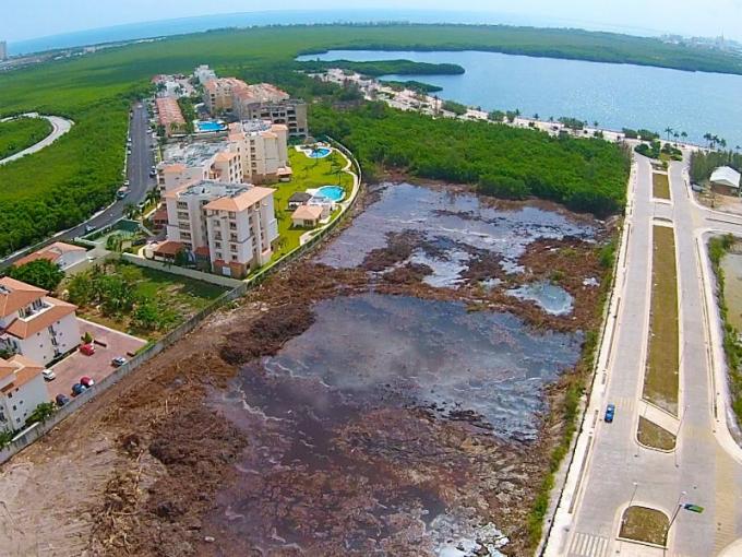 Todo lo que debes saber sobre la destrucción del manglar de Tajamar en Cancún 1 Todo lo que debes saber sobre la destrucción del manglar de Tajamar en Cancún