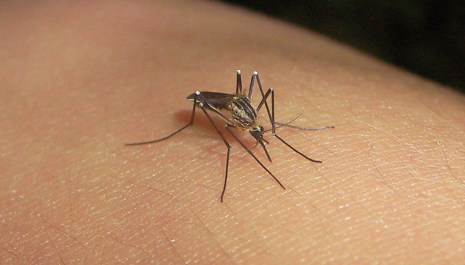 El turismo en México no se verá afectado por el virus Zika 1 El turismo en México no se verá afectado por el virus Zika