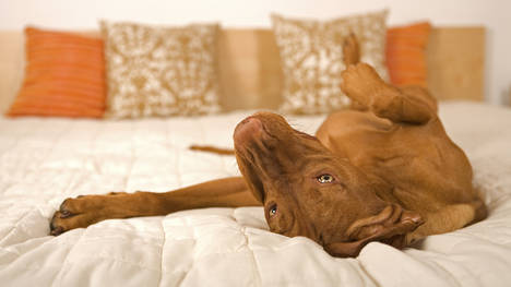 Servicios novedosos y exclusivos para mascotas viajeras