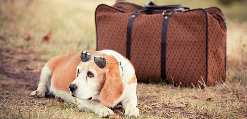 Todo lo que necesitas de saber para viajar con tu mascota