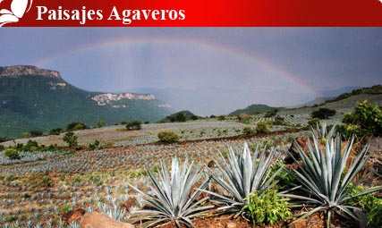 Paisajes Agaveros, Jalisco 1 Paisajes Agaveros
