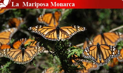 La Mariposa Monarca