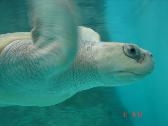 Centro Mexicano de la Tortuga 1 Centro Mexicano de la Tortuga