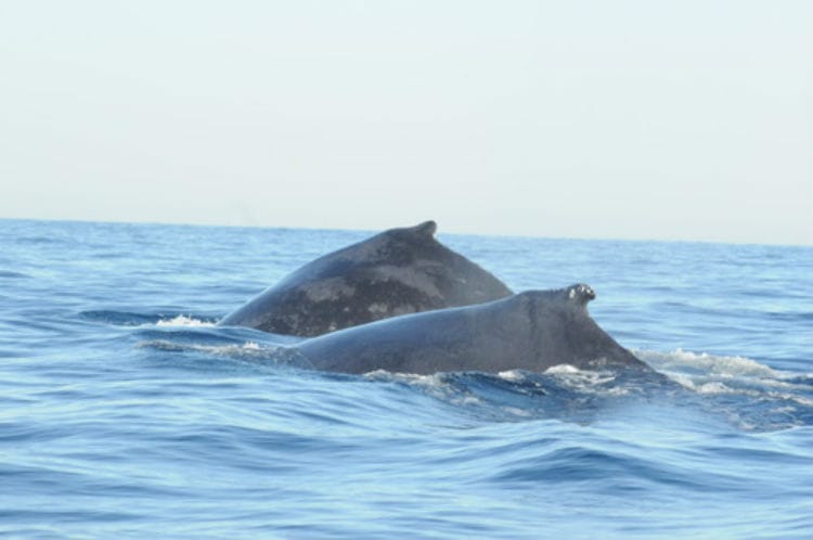Avistamiento de ballenas en las playas mexicanas
