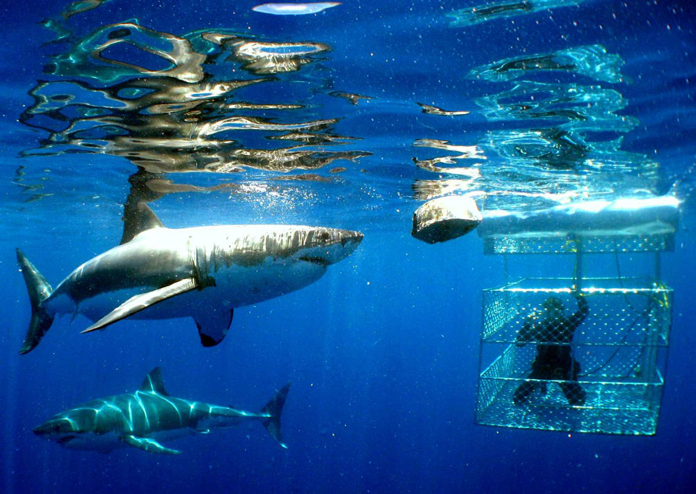 Shark cage nada con tiburones en Hawái 1 Shark cage nada con tiburones en Hawái
