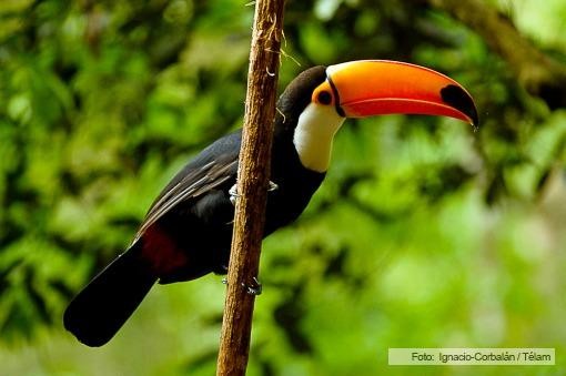 Misiones, Corrientes y Entre Ríos invitan a pasear, pescar y navegar durante todo el año 1 Misiones