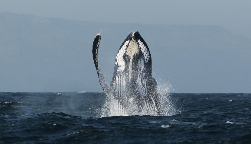 Dónde y cuándo avistar ballenas jorobadas en Perú 1 Dónde y cuándo avistar ballenas jorobadas en Perú