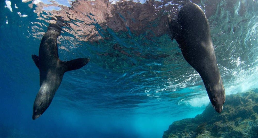 Chile crea la reserva marina más grande de las Américas