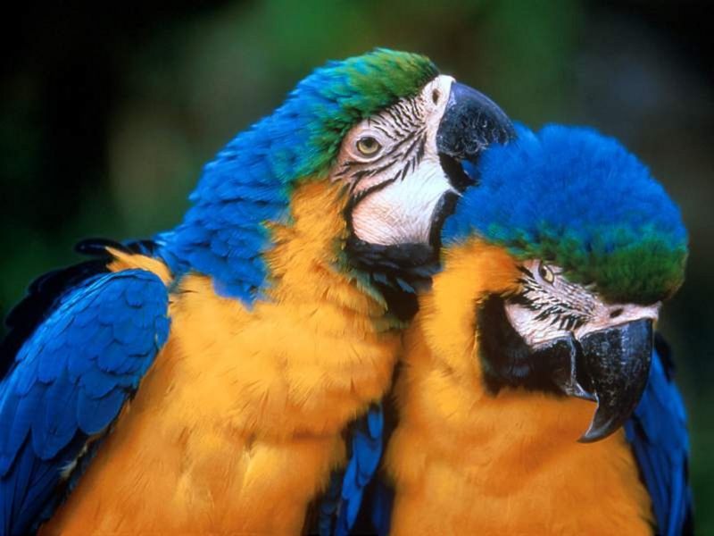 Venezuela ocupa s&eacute;ptima posici&oacute;n en ranking mundial de aves