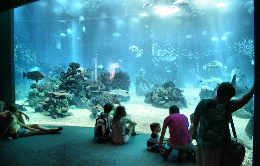 El mejor acuario del mundo está en Lisboa: el Oceanário 21 El mejor acuario del mundo está en Lisboa: el Oceanário